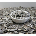 Halal Kosher Certificated China Origin Bulk Quantity Sunflower Seeds 363 361